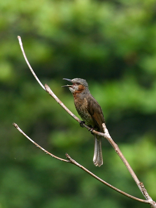Birding In Taiwan Browneared Bulbul